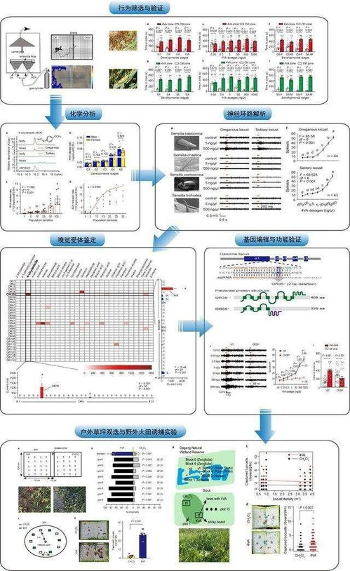 信息素驱动下的生命系统集成 蝗虫集群行为对现代信息系统的启示